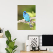 Indigo Bunting Poster (Heimbüro)