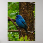 Indigo Bunting Poster (Vorne)