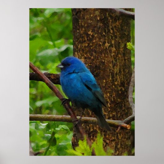 Indigo Bunting Poster (Vorne)