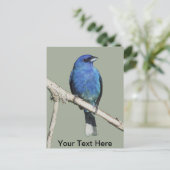 Indigo Bunting Postkarte (Stehend Vorderseite)