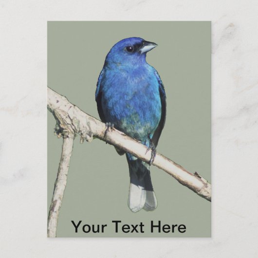 Indigo Bunting Postkarte (Vorderseite)