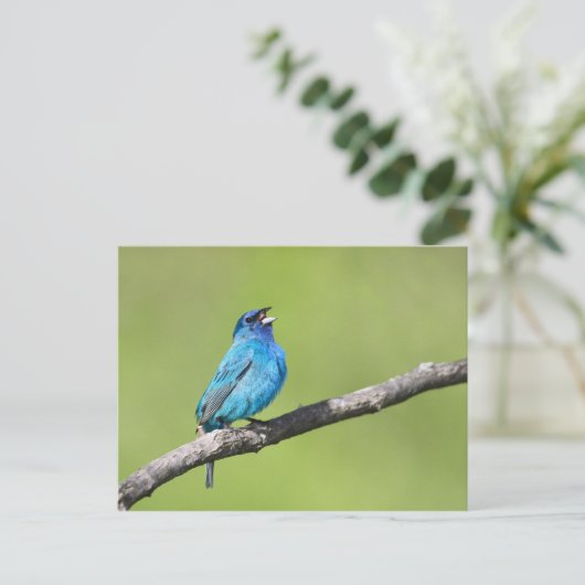 Indigo Bunting Postkarte (Stehend Vorderseite)