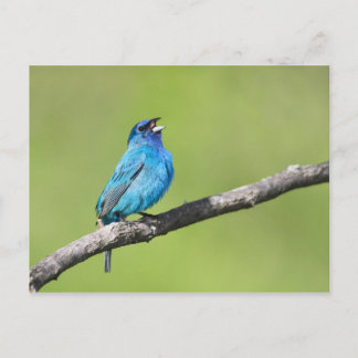Indigo Bunting Postkarte