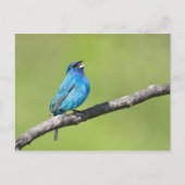 Indigo Bunting Postkarte (Vorderseite)