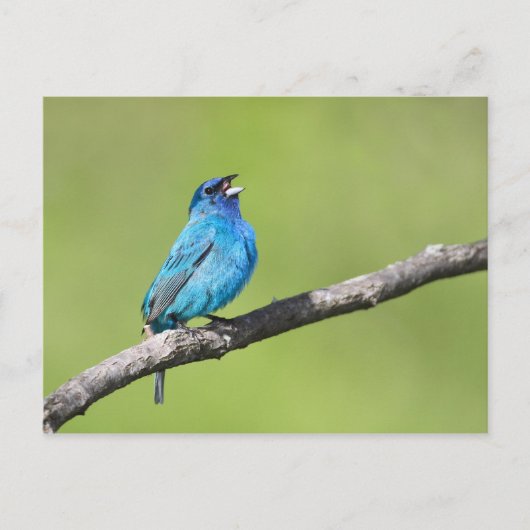 Indigo Bunting Postkarte (Vorderseite)