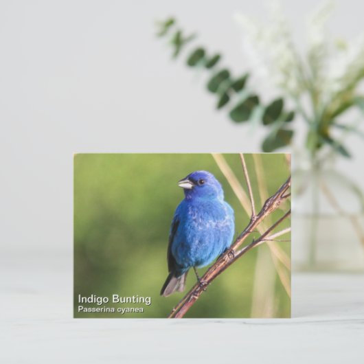 Indigo Bunting Postkarte (Stehend Vorderseite)