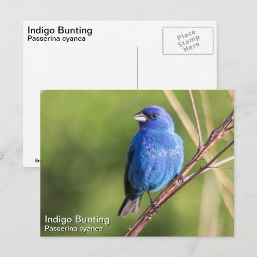 Indigo Bunting Postkarte (Vorne/Hinten)