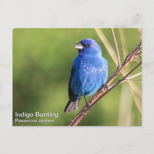 Indigo Bunting Postkarte (Vorderseite)