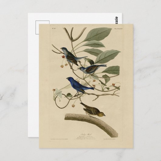 Indigo Bunting von Audubons Vögeln in Amerika Postkarte (Vorne/Hinten)