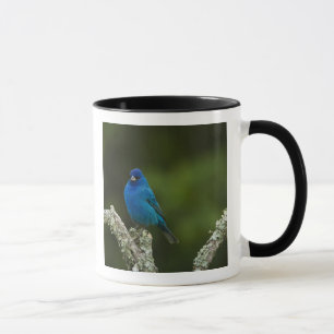 Indigo-Buntings, Passerina cyanea, Küste Tasse