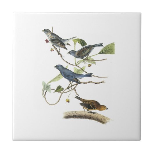 Indigo-Flagge durch Audubon Fliese (Vorderseite)