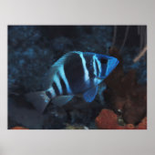 Indigo Hamlet Poster (Vorne)