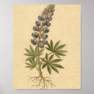 Indigo-Lupinen-Botanik-Blumenkunstposter Poster