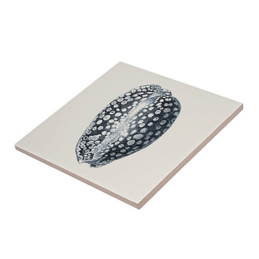 Indigo Seashell Fliese (Seite)