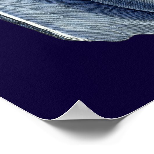 Indigo Shells I Poster (Ecke)