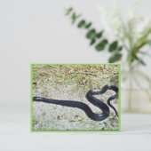Indigo Snake Postkarte (Stehend Vorderseite)
