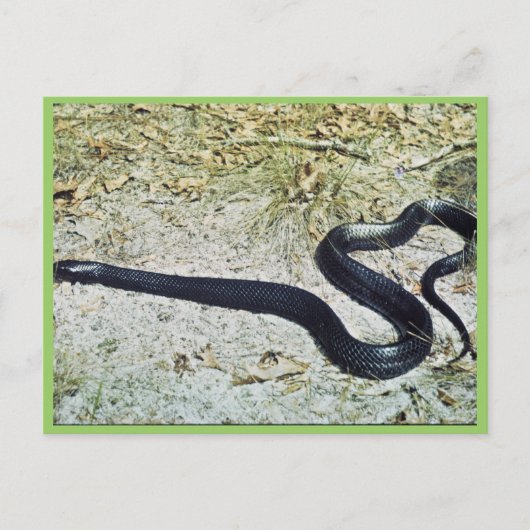 Indigo Snake Postkarte (Vorderseite)