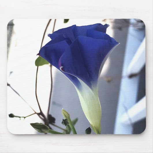 Indigo Swirl Morning Glory Close-up Mousepad (Vorne)