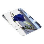 Indigo Swirl Morning Glory Magnet (Rechte Seite)