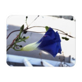 Indigo Swirl Morning Glory Magnet (Horizontal)