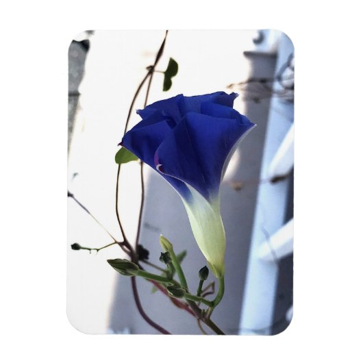 Indigo Swirl Morning Glory Magnet (Vertikal)
