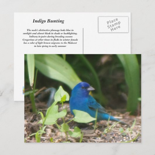 Indigoammer Postkarte (Vorne/Hinten)