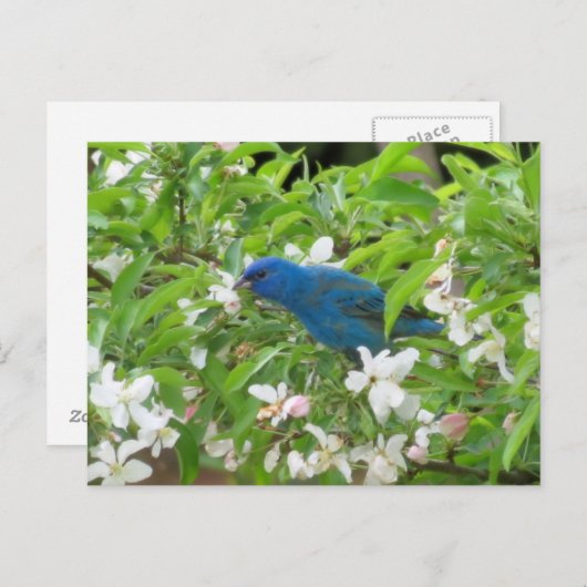 Indigobock und -blüten - Vogel Postkarte (Vorne/Hinten)