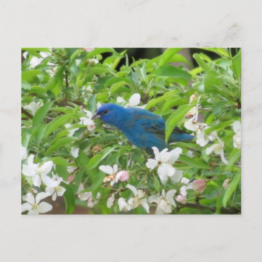Indigobock und -blüten - Vogel Postkarte (Vorderseite)