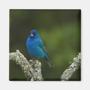 Indigofink, Passerina cyanea, Küste Magnet