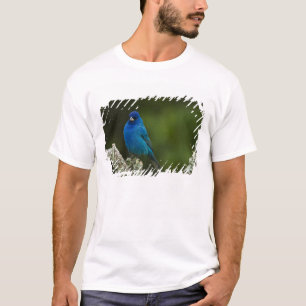 Indigofink, Passerina cyanea, Küste T-Shirt