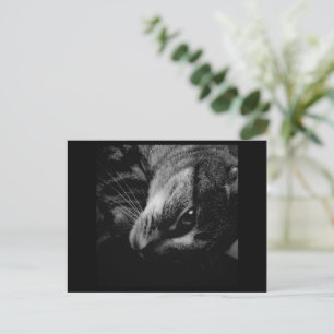 Indigo's Black & White Ad Postkarte