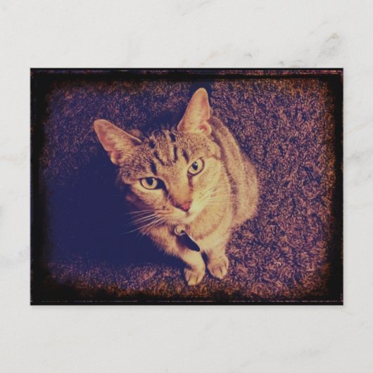 Indigos Forderung Postkarte (Vorderseite)