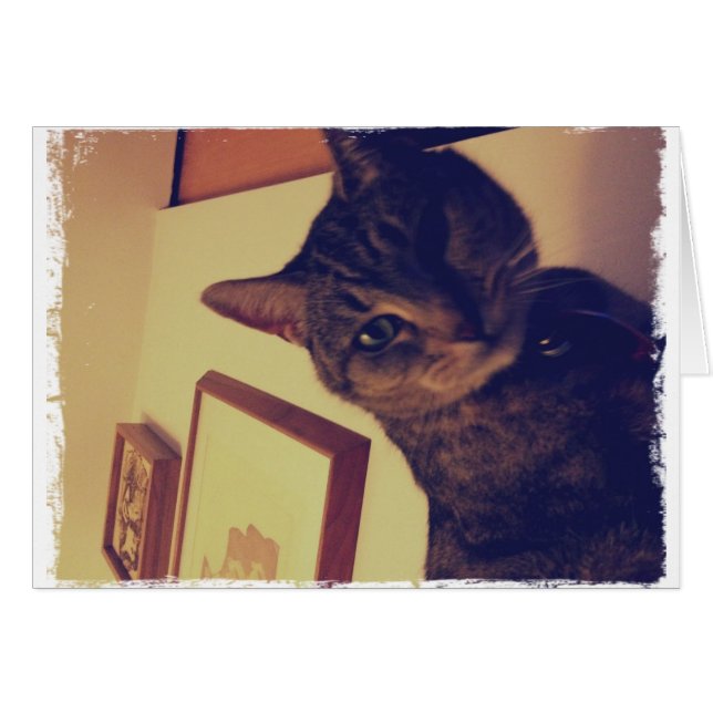 Indigo's Funny Face (Vorderseite (Horizontal))