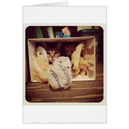 Indigo's Secret Hideout