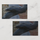 Indigoschlange (Drymarchon corais couperi) Visitenkarte (Vorne/Hinten)