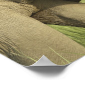 Indische/asiatische Elefanten, die eine Poster (Ecke)