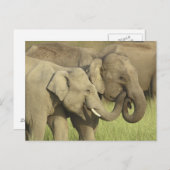 Indische/asiatische Elefanten, die eine Postkarte (Vorne/Hinten)