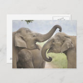 Indische/asiatische Elefanten kämpfen,Corbett 3 Postkarte (Vorne/Hinten)