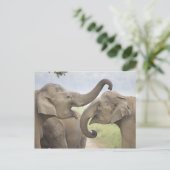 Indische/asiatische Elefanten kämpfen,Corbett 3 Postkarte (Stehend Vorderseite)