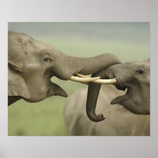 Indische/asiatische Elefanten kämpfen,Corbett Poster (Vorne)