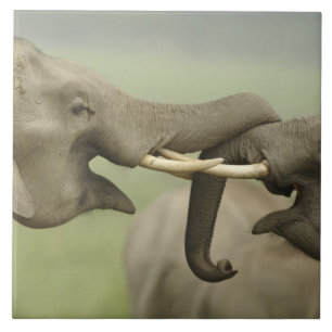 Indische asiatische Elefanten kämpfen Fliese