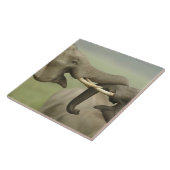 Indische asiatische Elefanten kämpfen Fliese (Seite)