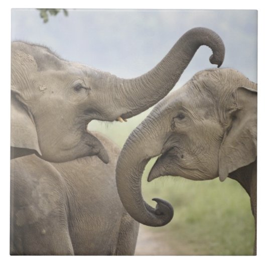 Indische asiatische Elefanten kämpfen Fliese (Vorderseite)