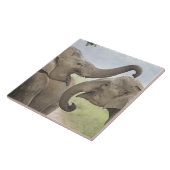 Indische asiatische Elefanten kämpfen Fliese (Seite)