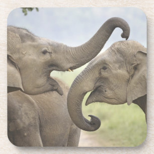Indische asiatische Elefanten kämpfen Getränkeuntersetzer