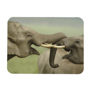 Indische asiatische Elefanten kämpfen Magnet