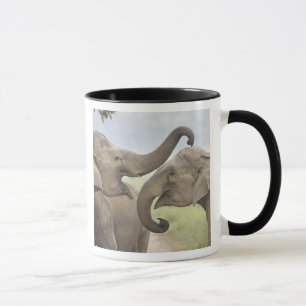 Indische asiatische Elefanten kämpfen Tasse