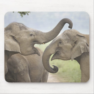 Indische Asiatische Elefanten spielen kämpfend Mousepad