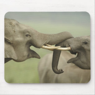 Indische Asiatische Elefanten spielen kämpfend Mousepad