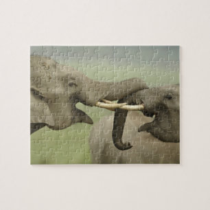 Indische Asiatische Elefanten spielen kämpfend Puzzle